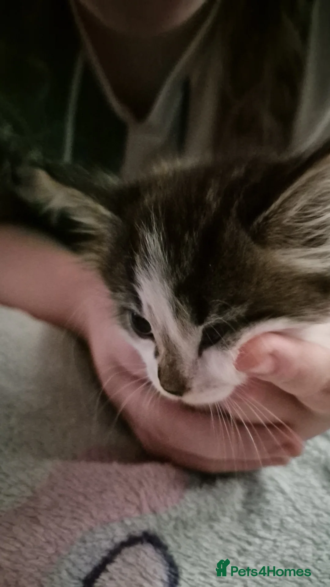 Mixed Breed cats for sale: Kittens 3x - Advert 2