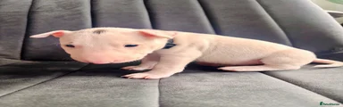 Miniature Bull terrier Puppy 3