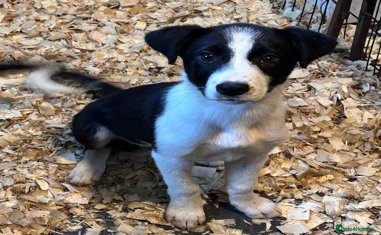 Border Collie dogs - Advert 5