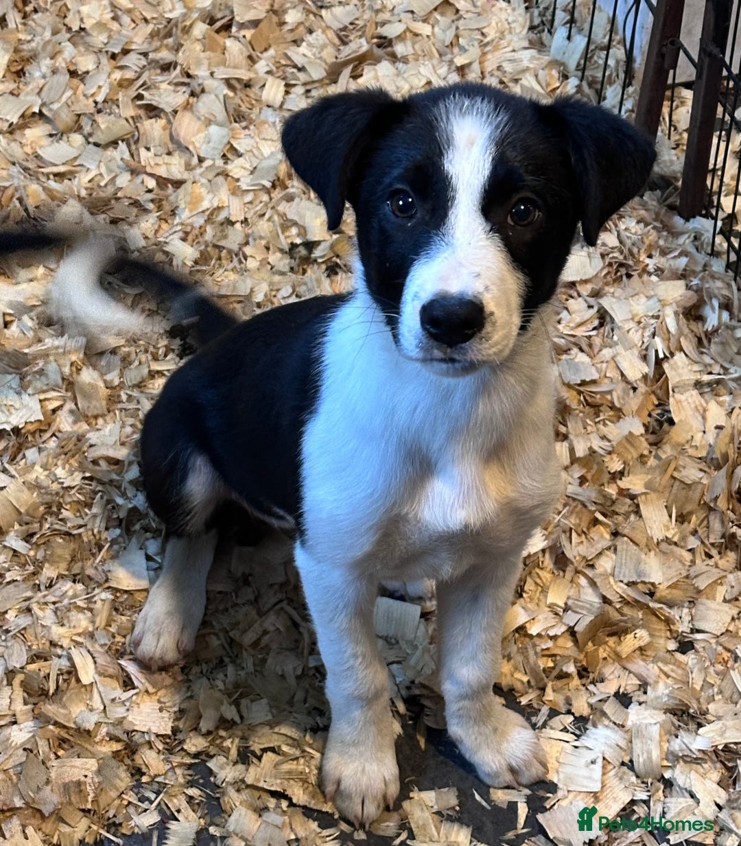 Jack Russell Dalmatian Mix Puppies For Sale Miniature Dachshund