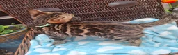 Bengal cats for sale: Stunning Bengal Kittens  - Advert 13