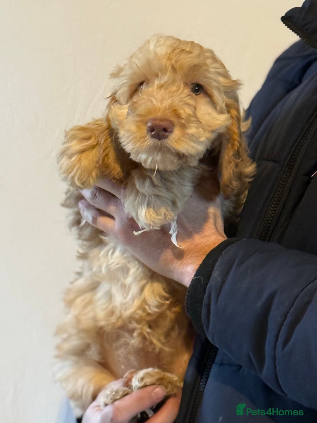 Cockapoo dogs for sale: F1 standard Cockapoo’s  - Advert 11