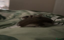 Hamster rodents for sale: Three hamsters looking for a new home  - Image 1