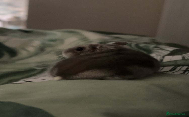 Hamster rodents - Advert 8