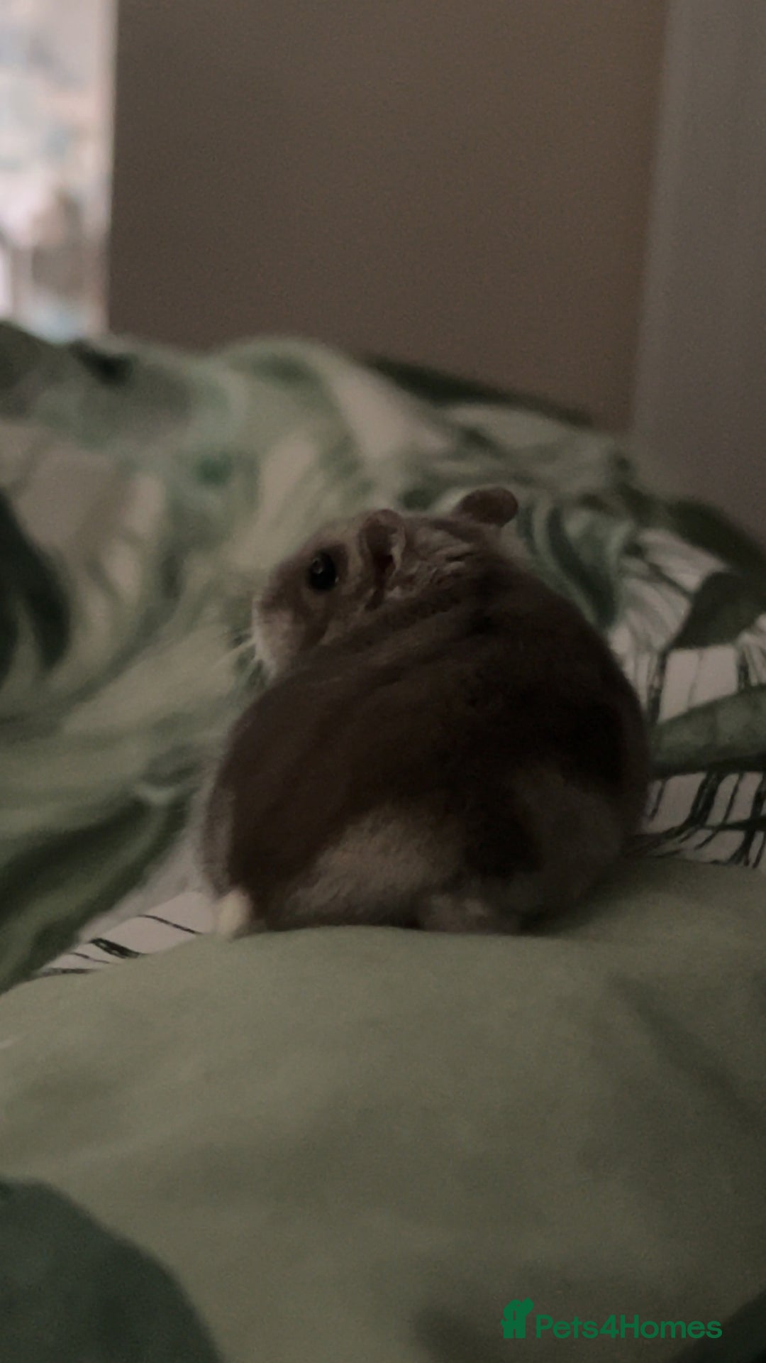 Hamster rodents for sale: Three hamsters looking for a new home  - Image 1