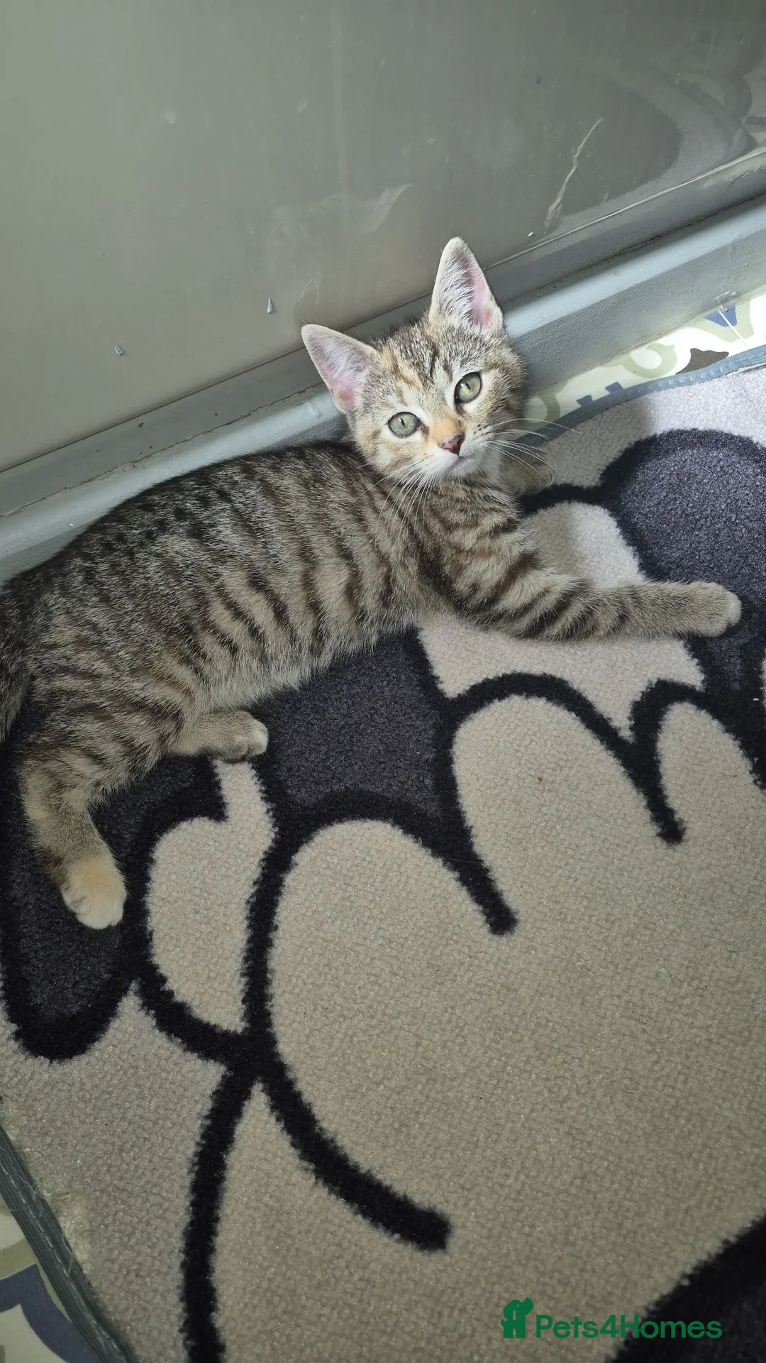 Mixed Breed cats for sale: Female kitten  - Advert 7