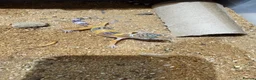 Leopard Gecko reptiles for sale: Leopard geckos - Advert 3