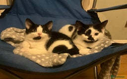 Mixed Breed cats for sale: 2 Kittens for sale[READY TO LEAVE] - Advert 2
