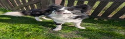Border Collie dogs for stud: Looking for a stud for February  - Advert 1