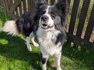 Border Collie dogs for stud - Advert 1