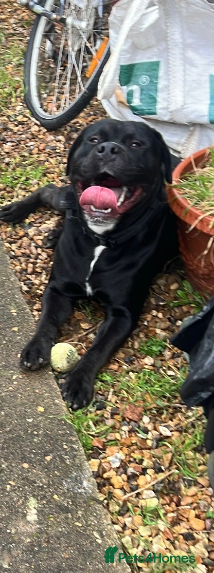 Mixed Breed dogs Rocco - Advert 1