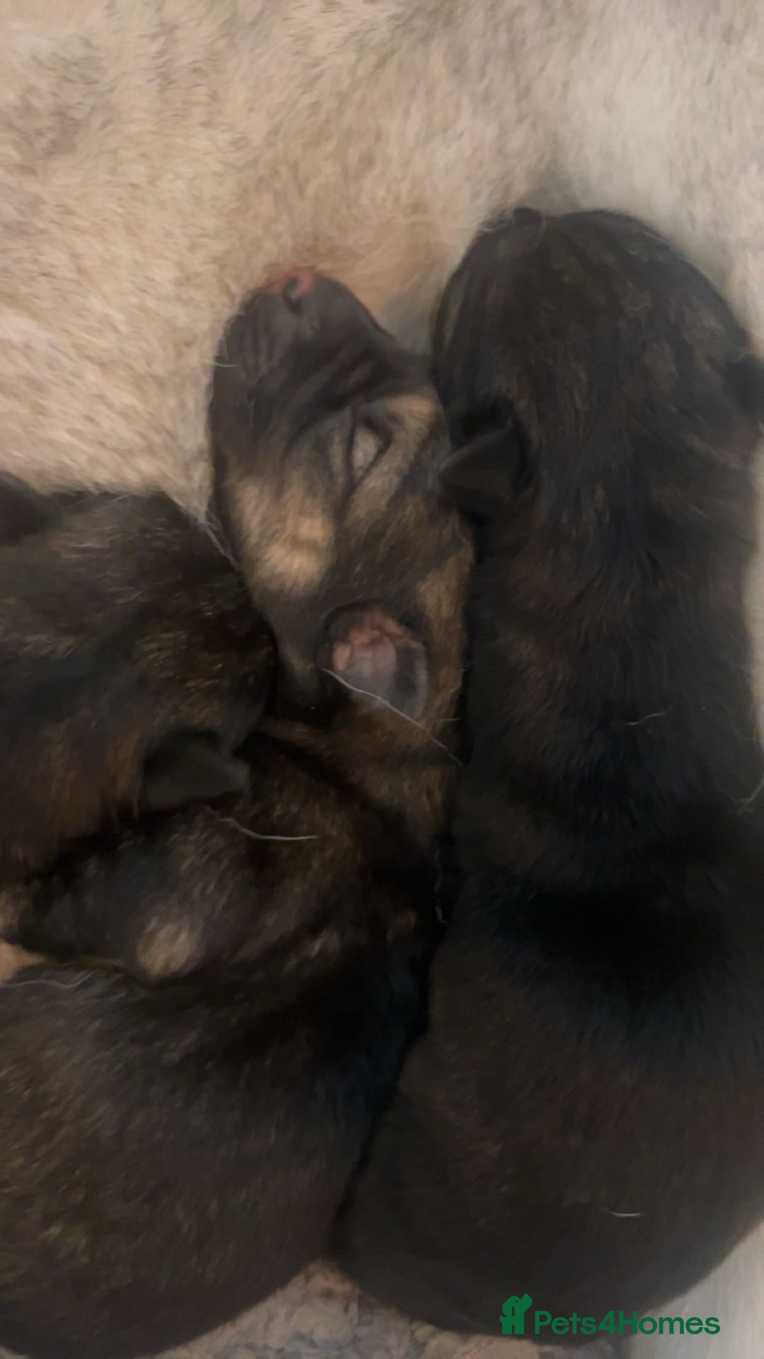 Shepsky dogs for sale: puppy’s for sale  - Image 3