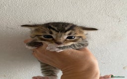 RagaMuffin cats for sale: Beautiful Ragdoll kittens  - Image 17