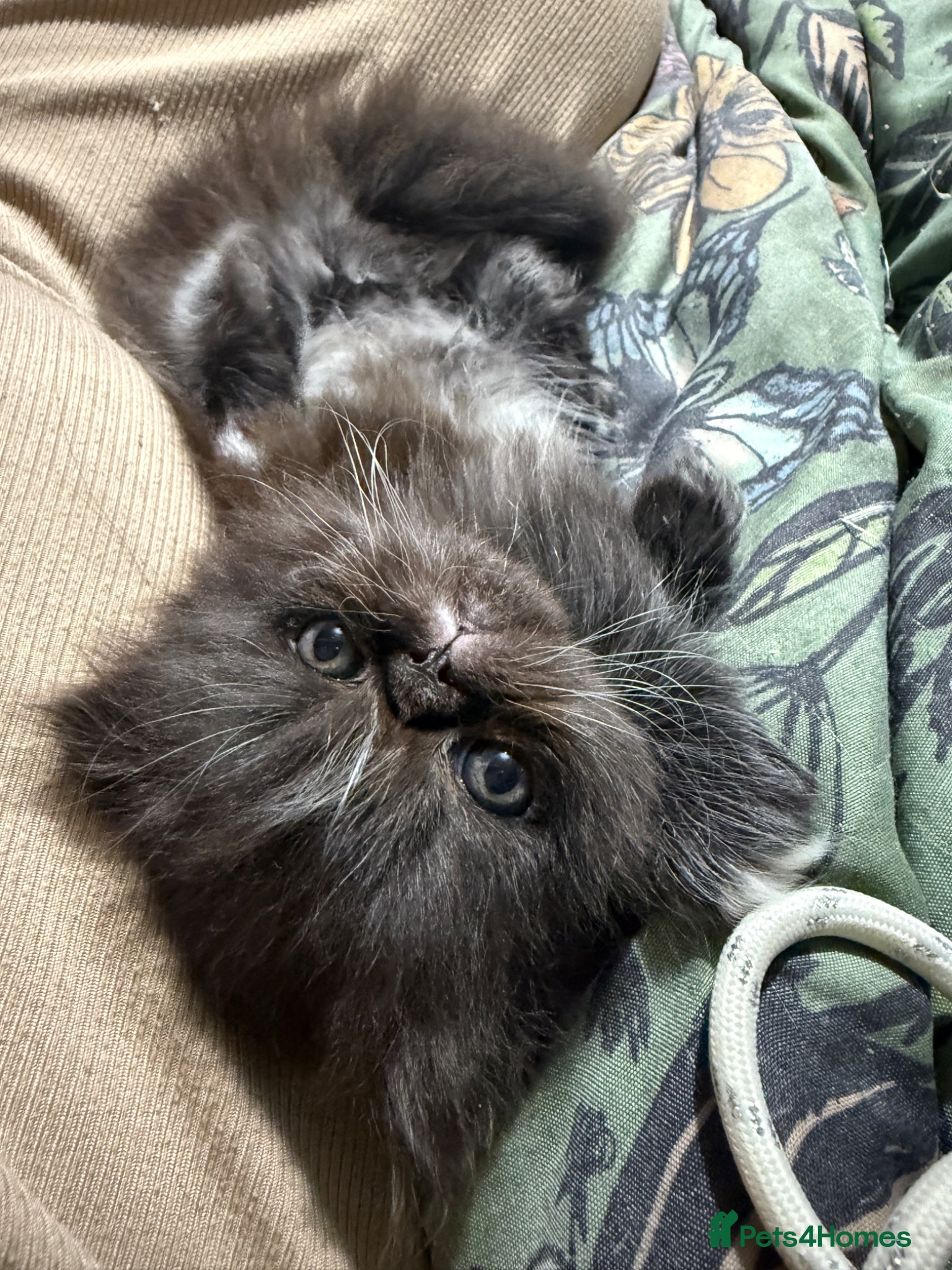 Persian cats Stunning full Persian black/white female kitten - Advert 14