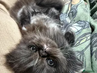 Persian cats Stunning full Persian black/white female kitten - Advert 14