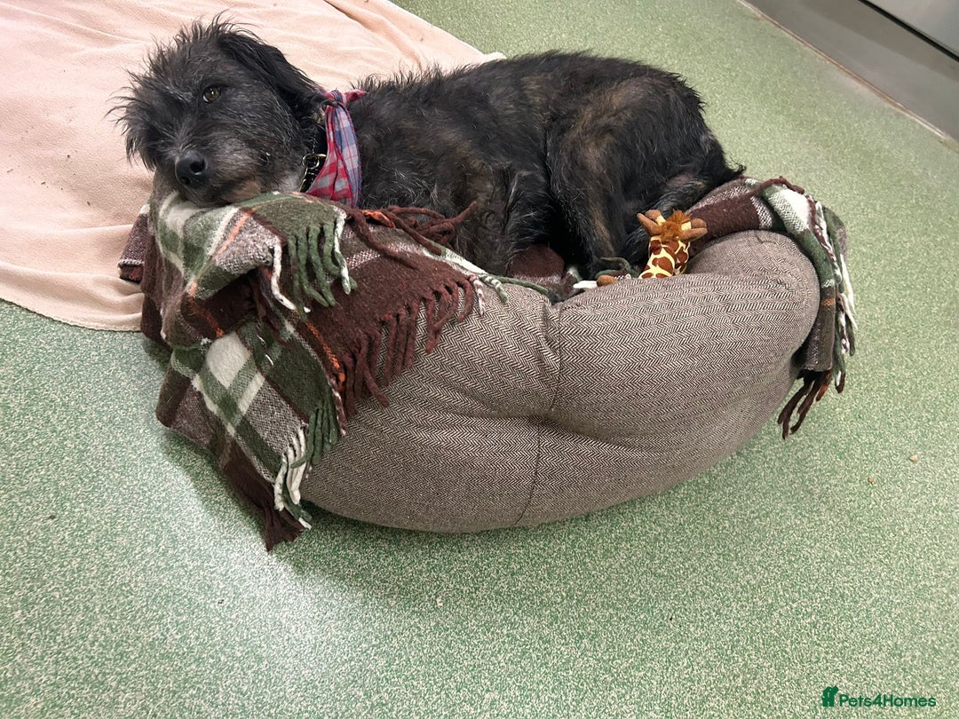 Mixed Breed dogs for adoption: Haggis - Advert 4