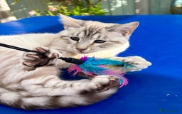 Keetso cats for sale: Gorgeous keetso female  - Image 4