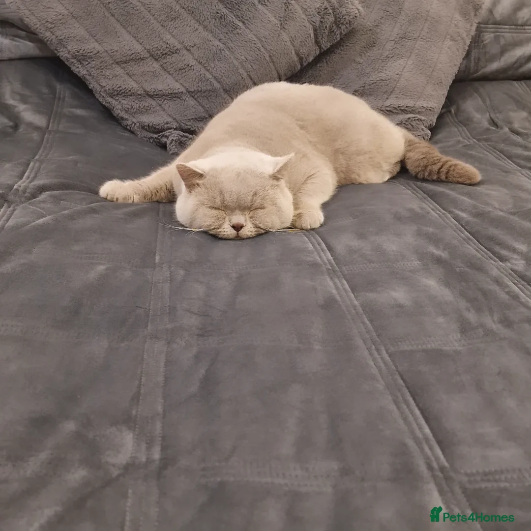 British Shorthair cats for stud: 🌟Exclusive Import ⭐World-Class Type🌟 - Advert 14