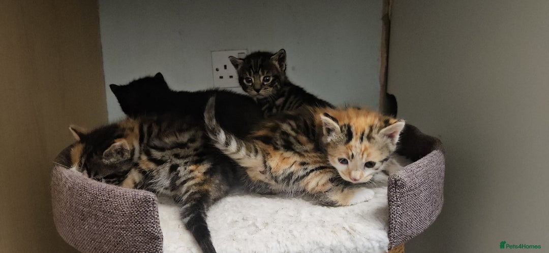 Bengal cats for sale: Kittys:Bengal+British parents  - Advert 1