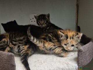 Bengal cats Kittys:Bengal+British parents - Advert 1