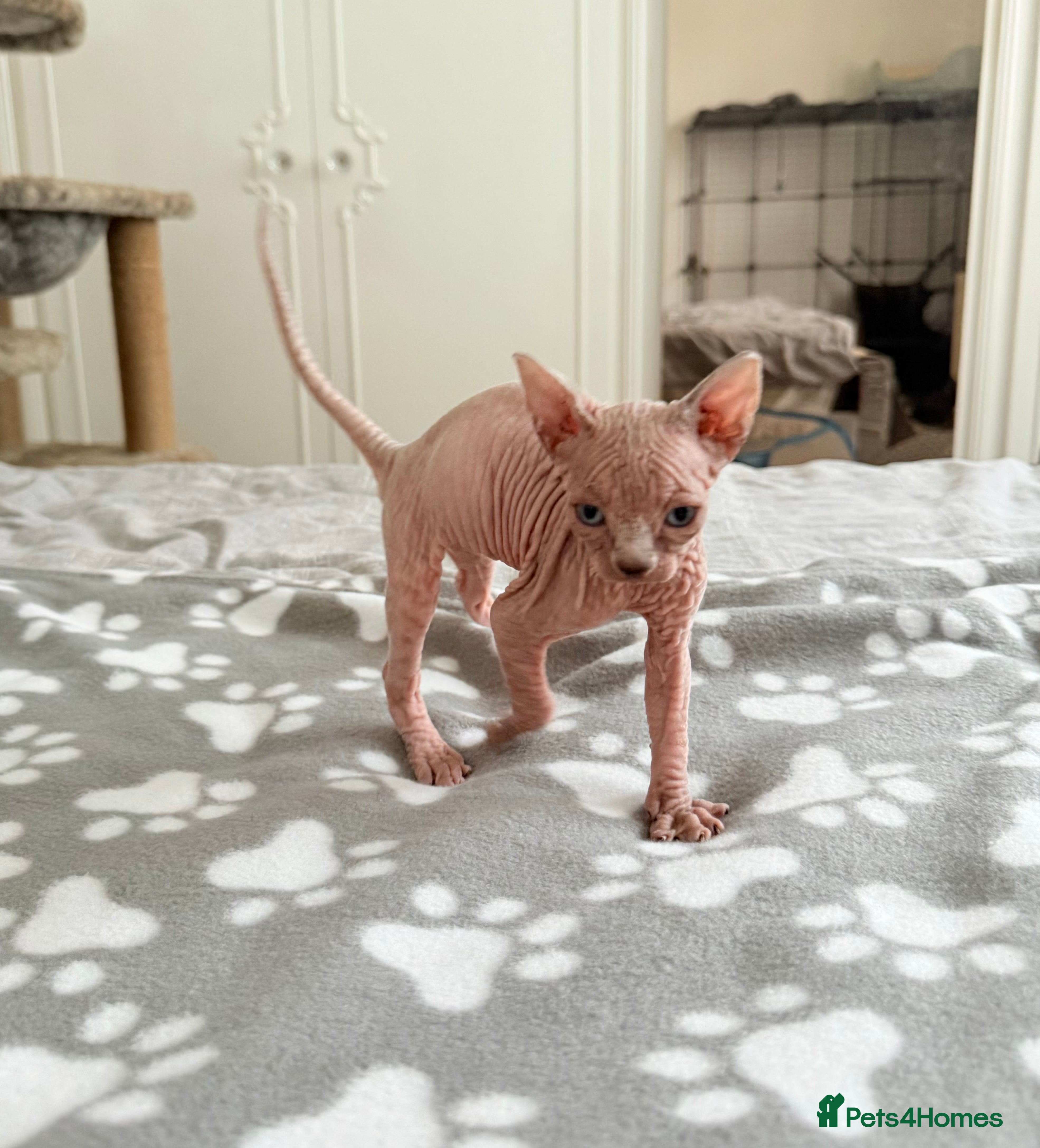 Sphynx cats TICA REGISTERED Sphynx Kittens for Sale - Advert 5