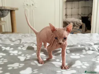 Sphynx cats TICA REGISTERED Sphynx Kittens for Sale - Advert 5