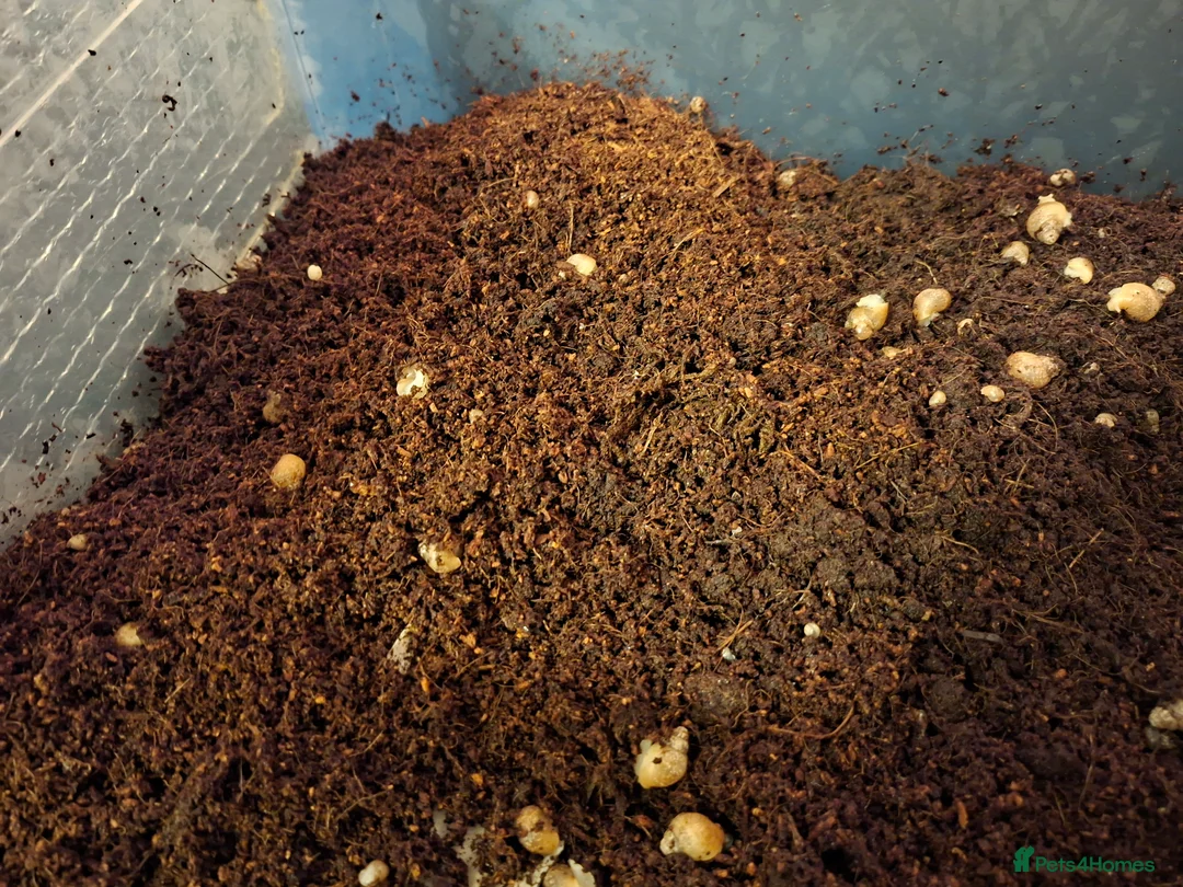 Mixed Breed reptiles for sale: Baby giant African land snail - Advert 3