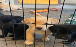 Labrador Retriever dogs for sale: Yellow and black Labrador puppies in Whitchurch - Image 30