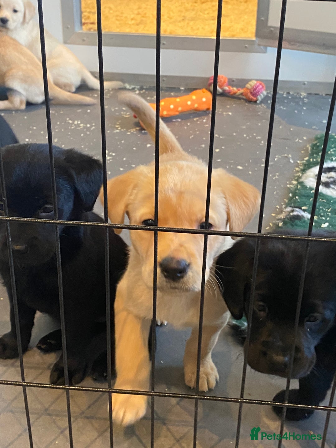 Labrador Retriever dogs for sale: Yellow and black Labrador puppies in Whitchurch - Image 30