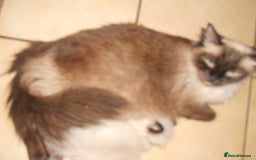 Ragdoll cats for sale: 😎 RAGDOLL KITTENS PUREBRED 100% STOKE 😍 - Image 5