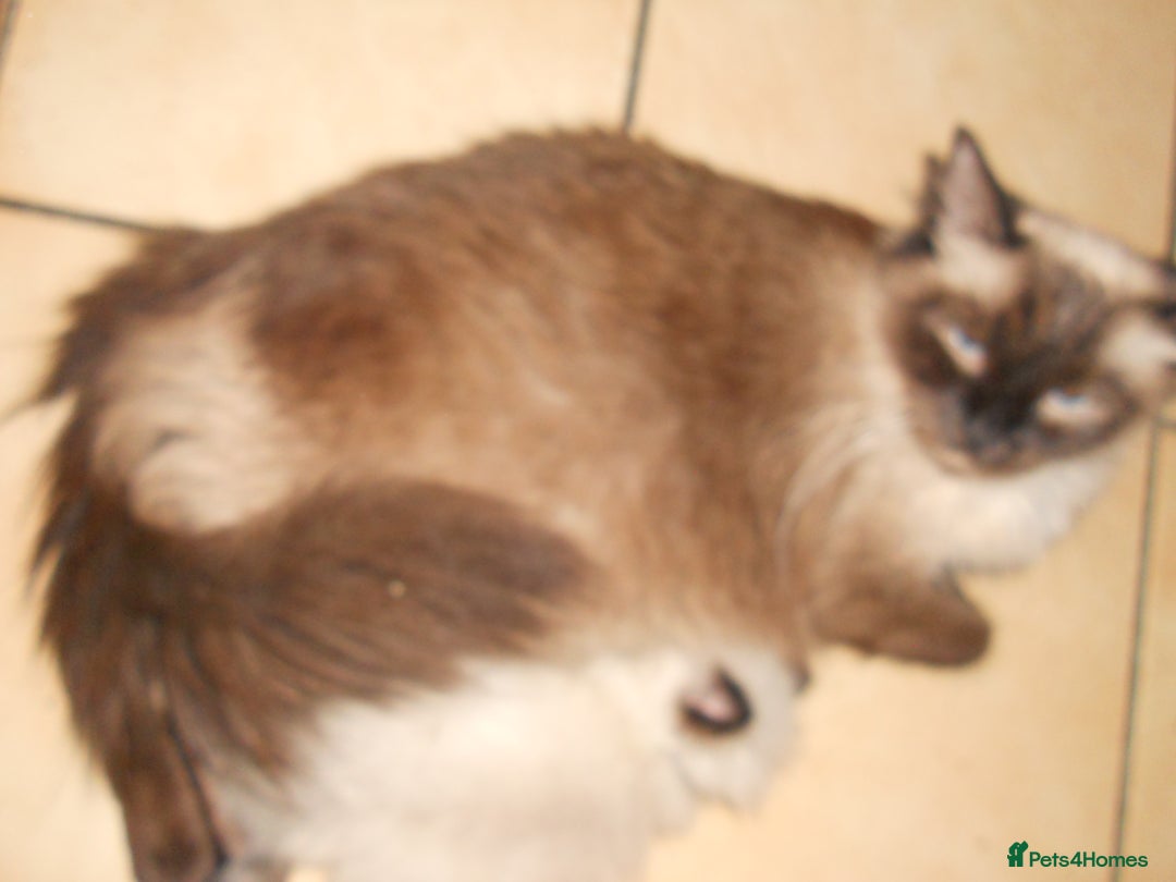 Ragdoll cats for sale: 😎 RAGDOLL KITTENS PUREBRED 100% STOKE 😍 - Image 5