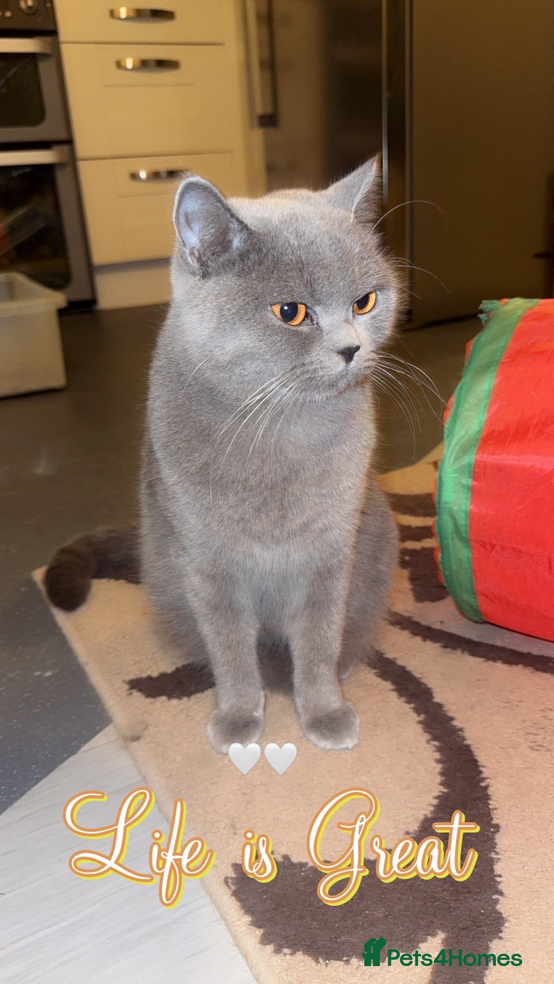 British Shorthair cats for sale: British short hair Cats - Advert 4