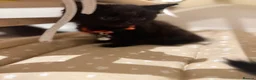 Domestic Shorthair cats for sale: Kittens - Advert 8