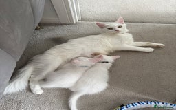 Maine Coon cats for sale: 2 Maine Coon kittens.  - Image 6
