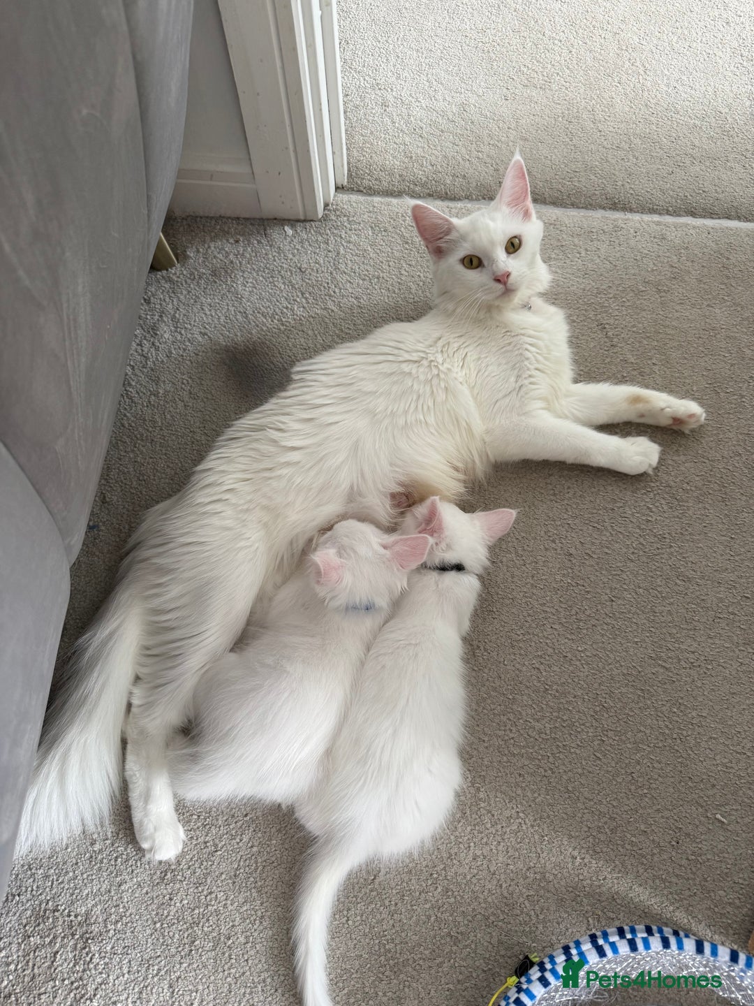 Maine Coon cats for sale: 2 Maine Coon kittens.  - Image 6