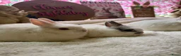 Netherland Dwarf rabbits for sale: Pedigree Netherland dwarf babies   - Advert 4