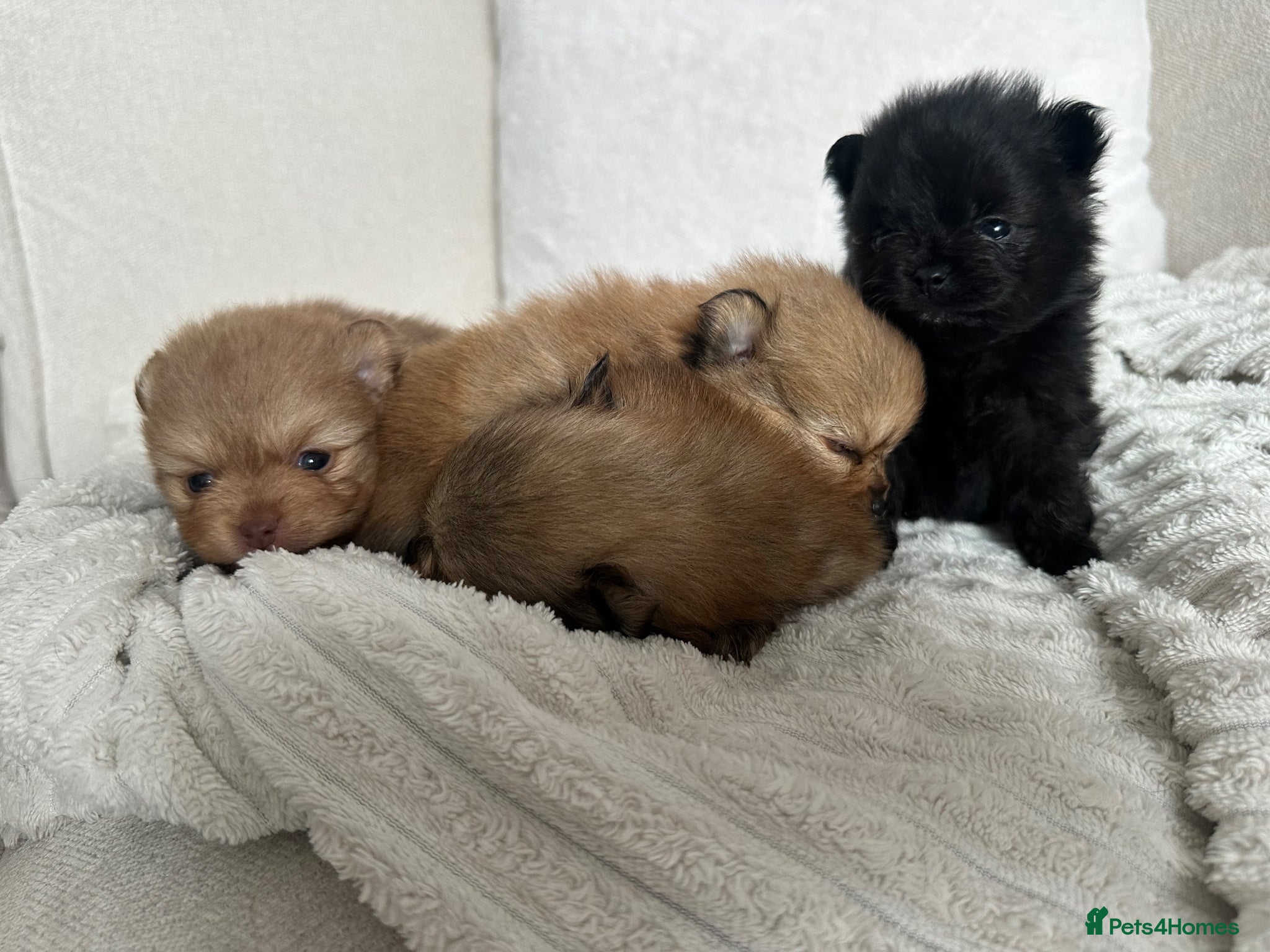 Pomeranian dogs Tiny teddy bear Pomeranian puppies KC registered - Advert 5