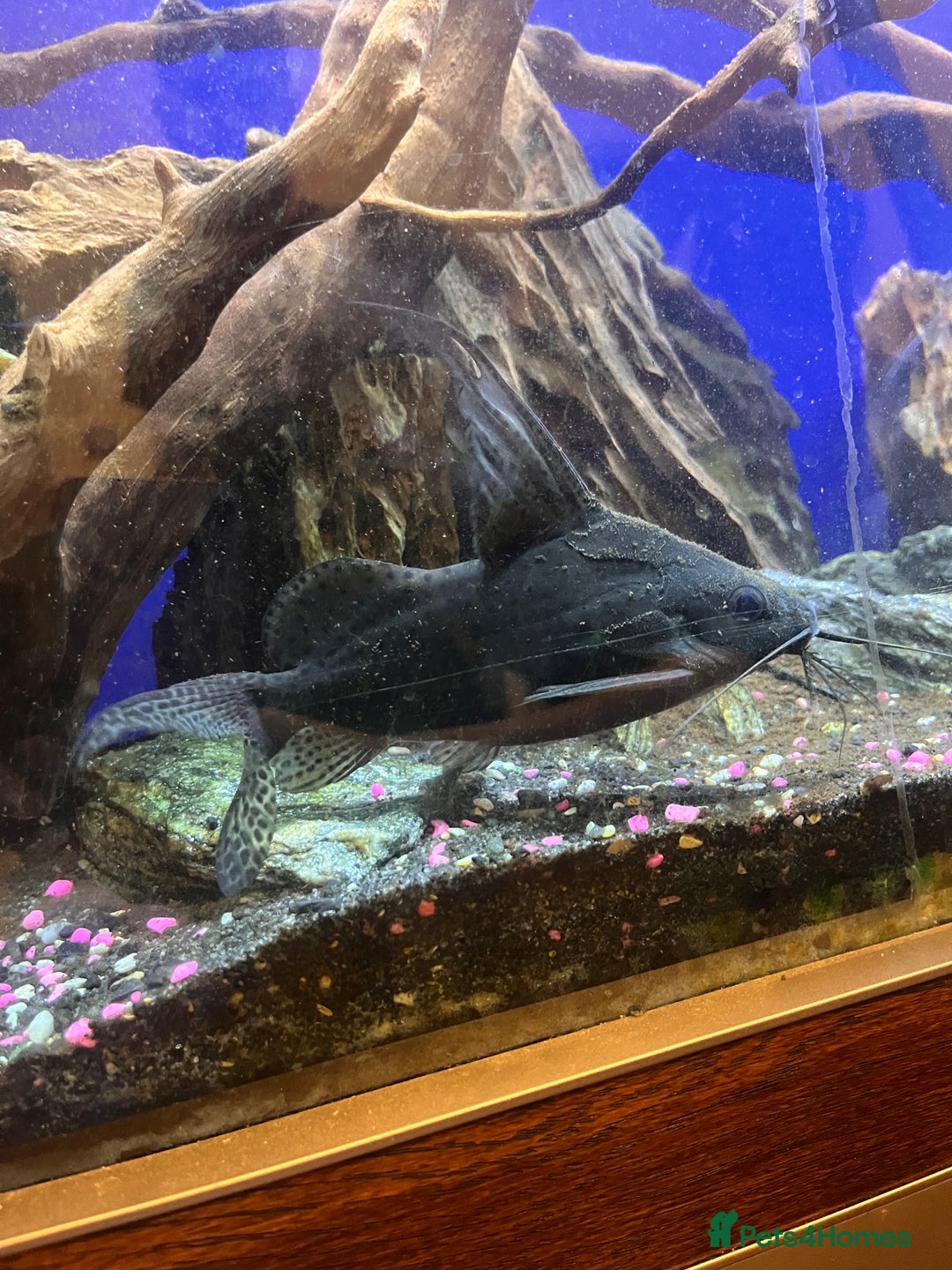 Catfish fish for sale: Large catfish  - Image 2