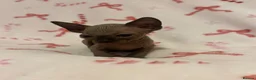 Sphynx cats for sale: (LAST 2) Sphynx Kittens - Advert 8