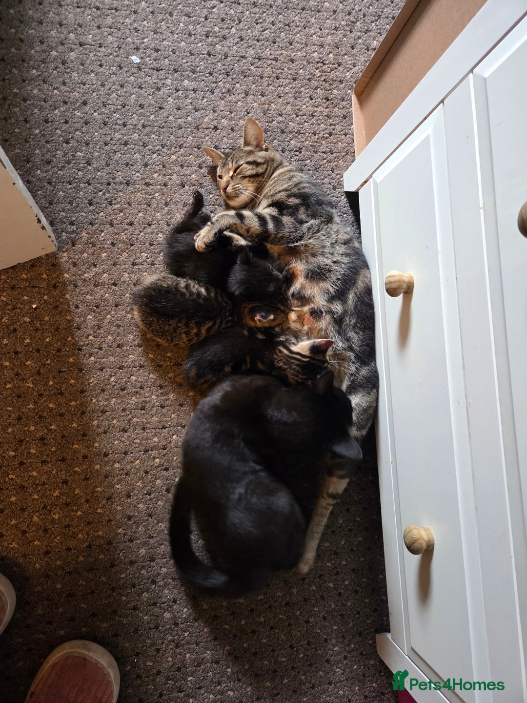 Domestic Shorthair cats for sale: Gorgeous black and tabby kittens - Advert 4