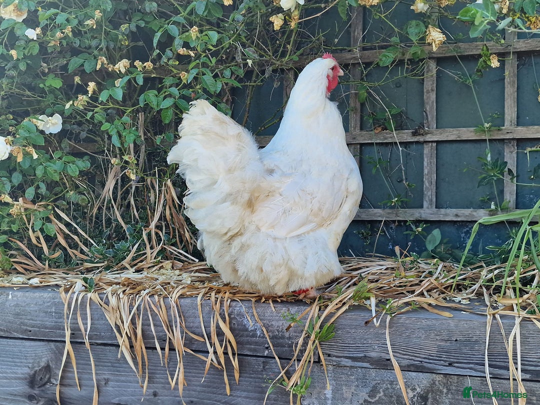 Chickens poultry for sale: Orpington Groups available - Image 5