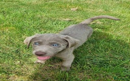 Labrador Retriever dogs for sale: Stunning Pure Pedigree silver labrador puppies  - Image 4