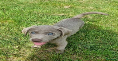 Labrador Retriever dogs - Advert 16