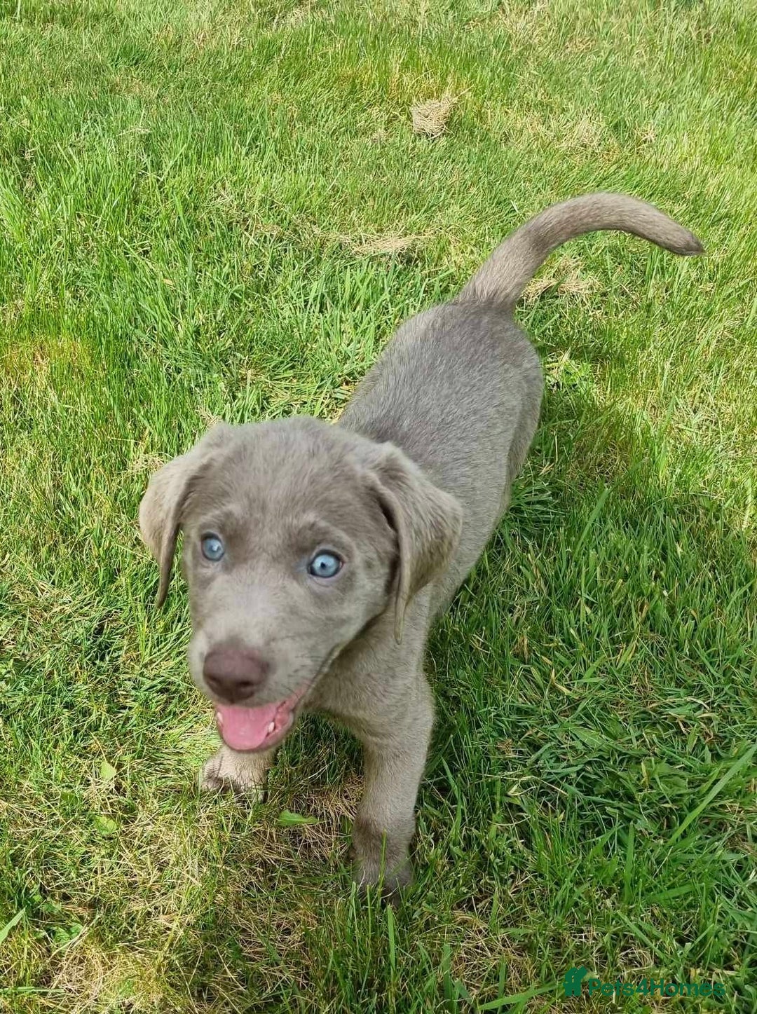 Labrador Retriever dogs for sale: Stunning Pure Pedigree silver labrador puppies  - Image 4