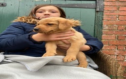 Labrador Retriever dogs for sale: Labrador puppies for sale 🐶 - Image 9