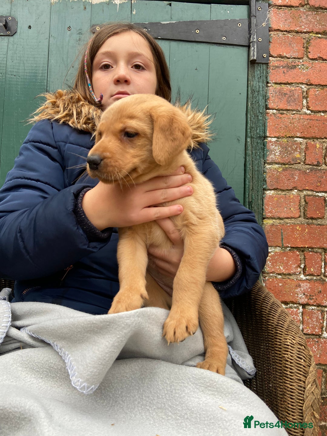 Labrador Retriever dogs for sale: Labrador puppies for sale 🐶 - Image 9