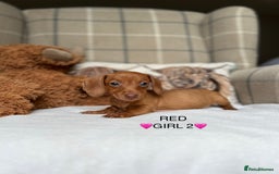 Miniature Dachshund dogs for sale: ❤️MINIATURE DACHSHUNDS❤️ - Image 10