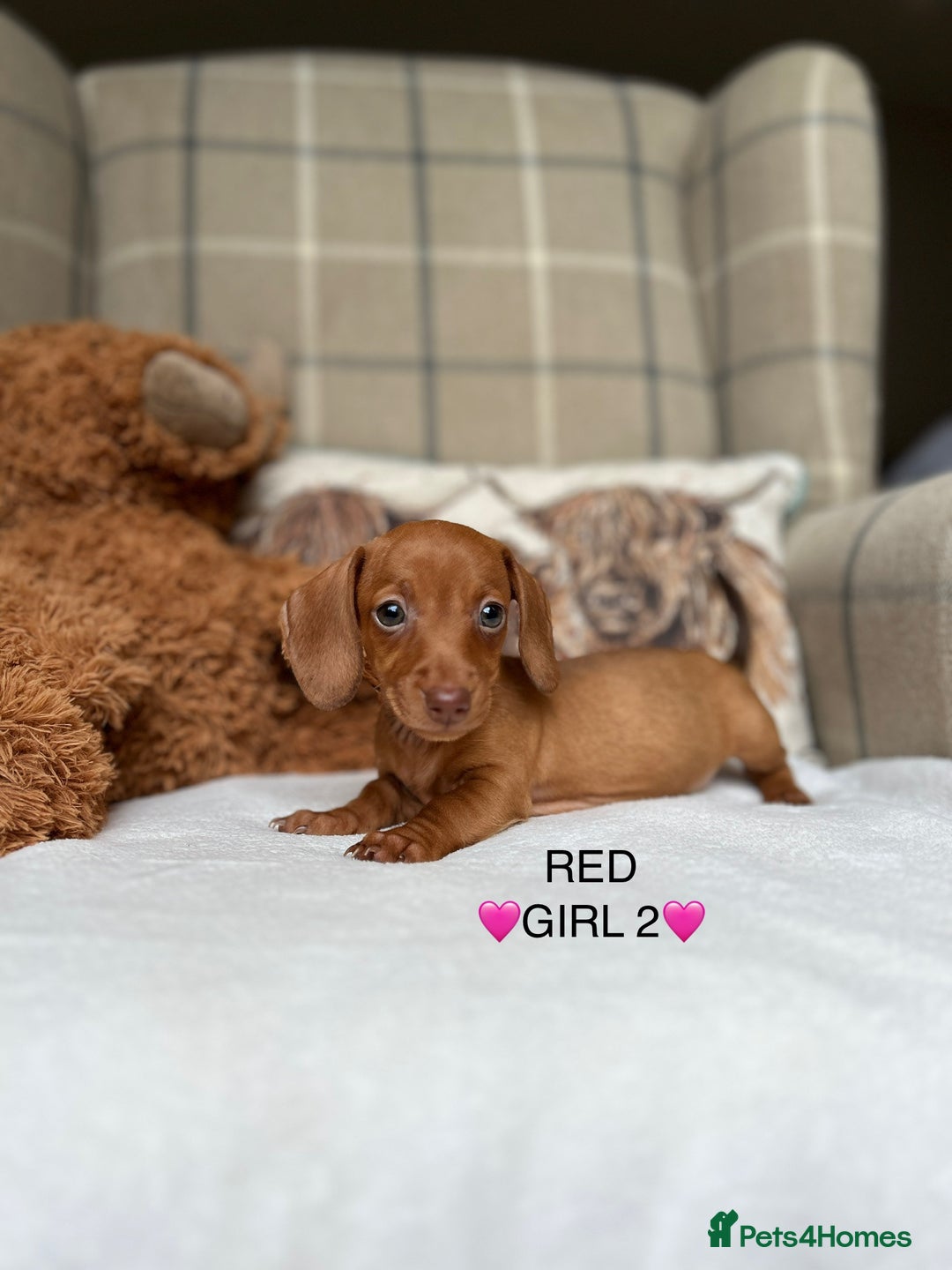 Miniature Dachshund dogs for sale: ❤️MINIATURE DACHSHUNDS❤️ - Image 10