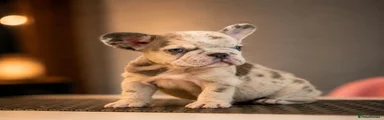 French Bulldog Puppy 3