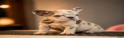 French Bulldog dogs for sale:  LUX FRENCHBULLDOG PUPS READY ✨🐾 - Advert 4
